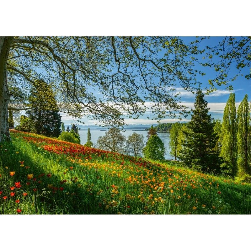 Spring Avenue Mainau (1000pc)